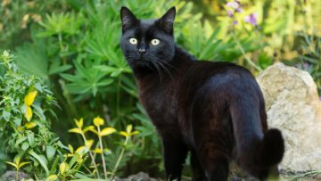 Mèo đen. Nguồn ảnh: t-online.de