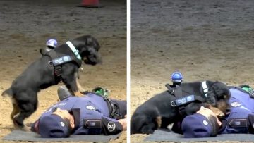 Hình ảnh  chú chó nghiệp vụ lập tức thực hiện ‘hồi sức tim phổi’ khi thấy một cảnh sát bất tỉnh