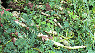 Công dụng bất ngờ của rau rút. Nguồn ảnh: rauxanh.net