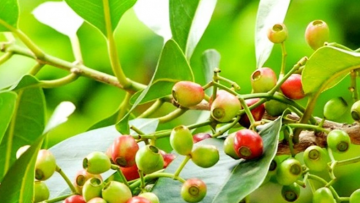 Lá vối có rất nhiều công dụng. Nguồn ảnh: dienmayxanh