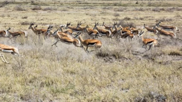 Thảm kịch do “sự tuân thủ mù quáng” 