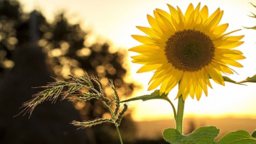 Vượt qua nhược điểm của bản thân, bạn mới có thể đạt đến sự hoàn thiện trong nhân cách