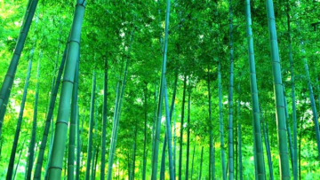 “Định luật cây tre” và bí quyết thành công ở đời