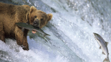 Chuyện về 3 loài cá khiến bạn phải suy ngẫm