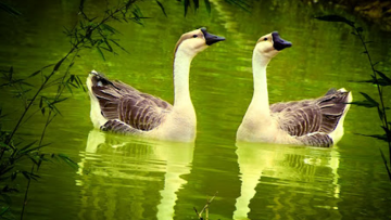 Những điều đúc kết thật kỳ lạ của Ngỗng có thể bạn chưa biết