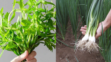 Những cây thuốc quý quanh ta. Nguồn ảnh: tinhyeucuocsong.net