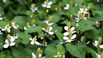 Những tác dụng của rau diếp cá. Nguồn ảnh: dienmayxanh.