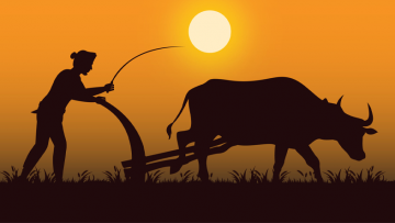 Kéo cày trả nợ. Nguồn ảnh: DKN