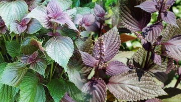 5 công dụng dược liệu của tía tô