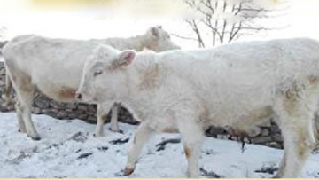 Cậu bé Ấn độ 5 lần chuyển sinh, con bò trắng báo ân