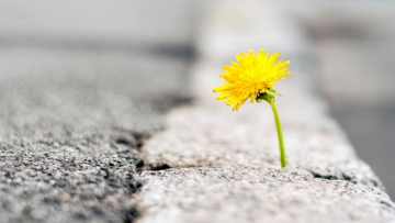 Bài học cuộc sống: Vàng và bùn, thứ gì “quý giá” hơn?