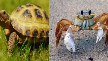 Bí quyết thành công thông qua triết lý “con rùa” và “con cua”