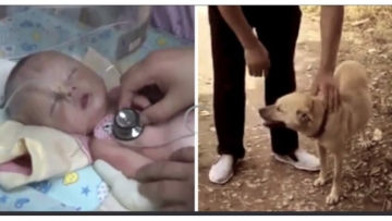 Chân dung chú chó anh hùng (ảnh: Soha).