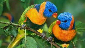 Câu chuyện tình yêu thủy chung của đôi vẹt- VDH