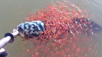 Video cảm động tình mẫu tử. Nguồn ảnh: tintucthoisu365