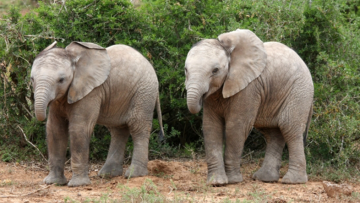 Xúc động: Chú voi đi bộ 24 km để tham dự tang lễ của chủ nhân khiến ai cũng rơi nước mắt