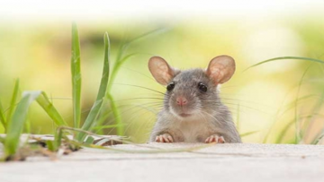 Vì lòng tham chuyển sinh thành chuột.