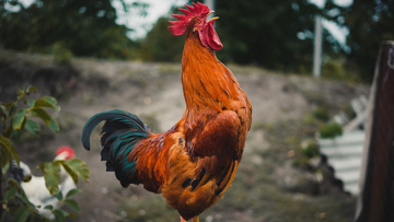 Bài học cuộc sống- Chú gà kiêu căng-1