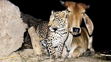 Hai con vật không bao giờ ở chung cùng một mảnh đất nhưng lại nảy sinh mối quan hệ thân thiết bất ngờ