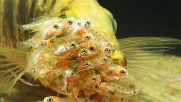 Nguồn gốc câu tục ngữ: “Cá chuối đắm đuối vì con” và câu chuyện cảm động về tình mẫu tử