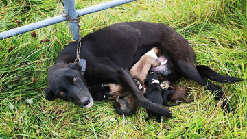 Cảm động- Chó mẹ bị xích ở hàng rào, kiệt sức nhưng vẫn cố gắng nuôi 6 chó con-1