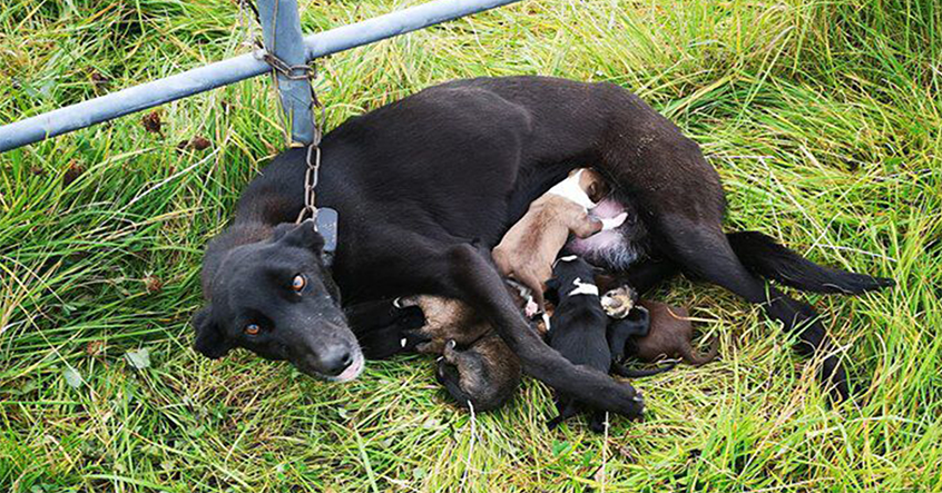 Cảm động- Chó mẹ bị xích ở hàng rào, kiệt sức nhưng vẫn cố gắng nuôi 6 chó con-1