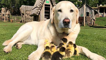 Chú chó siêu dễ thương khi che chở cho đàn vịt bị lạc mẹ