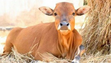 Câu chuyện ly kỳ về con bò đầu thai giải quyết các món nợ khiến người trong cuộc một phen kinh hãi