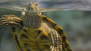 Tại sao người xưa sau khi đào giếng xong lại thả hai con rùa xuống? Trí tuệ cổ nhân thật ấn tượngTại sao người xưa sau khi đào giếng xong lại thả hai con rùa xuống? Trí huệ cổ nhân thật ấn tượng