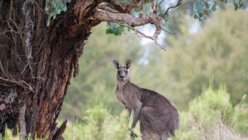 Kangaroo “bắt tay cảm ơn” ân nhân của mình sau khi được cứu, video lan toả