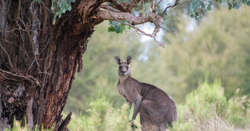 Kangaroo "bắt tay cảm ơn" ân nhân của mình sau khi được cứu, video lan toả