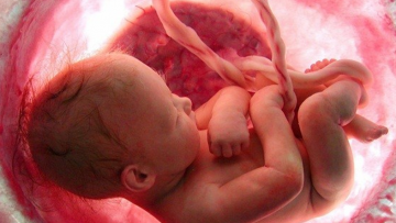 Nghiên cứu hiện tượng luân hồi: Mối liên hệ giữa linh hồn và bào thai