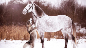 Câu chuyện luân hồi thương tâm: Chó và Ngựa nói tiếng người