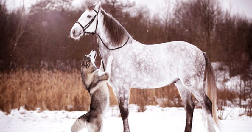 Câu chuyện luân hồi thương tâm: Chó và Ngựa nói tiếng người