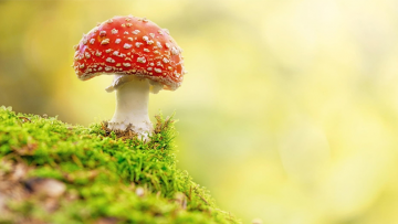 Những người xuất chúng, làm nên nghiệp lớn sẽ thấu rõ “định luật cây nấm”