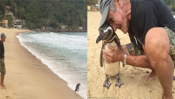 Chú chim cánh cụt vượt 8.000 km mỗi năm để thăm ân nhân cứu mạng