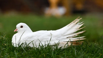 Định luật con Qụa: Bình tĩnh đối diện với khuyết điểm của bản thân