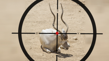 Linh Dương quỳ gối xin tha mạng, nguyên nhân khiến người thợ săn bỏ nghề