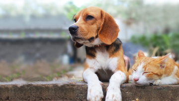 Thực hư câu tục ngữ: “Đàn bà tốt không nuôi chó, đàn ông tốt không nuôi mèo”