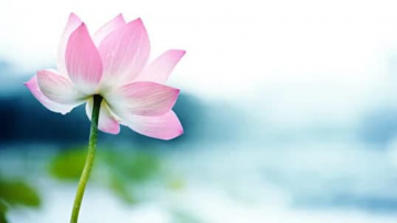 “Từ bi” có tác dụng phi thường to lớn: 4 cách nuôi dưỡng và 5 ích lợi to lớn của tâm từ bi