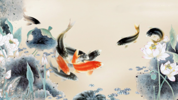 Chuyện cá koi vàng đen gặp nạn khi nhảy ra khỏi hồ: Họa lớn nhất là họa không biết đủ