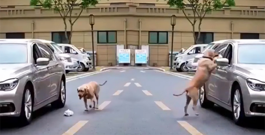 Ném túi rác qua cửa xe, tài xế ôtô nhận ngay bài học từ chú chó qua đường