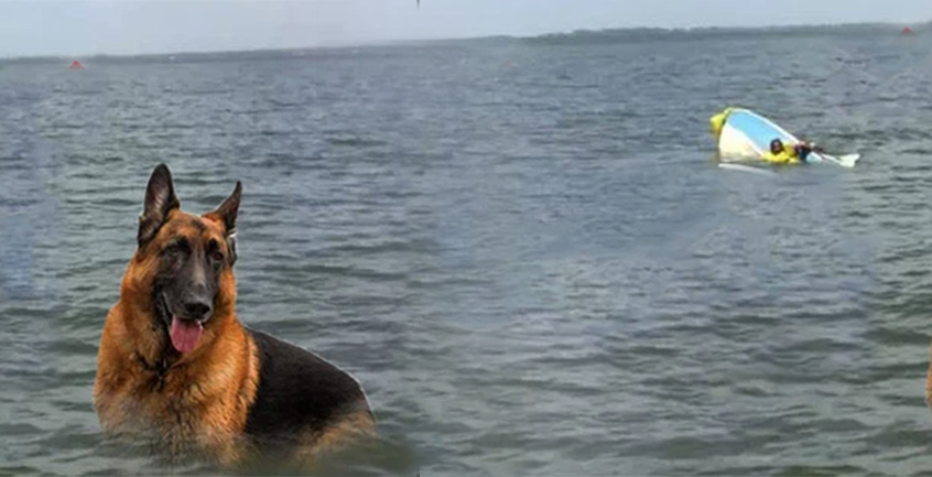 Chú chó bơi suốt 11 tiếng trên biển may mắn tìm được người giải cứu chủ nhân