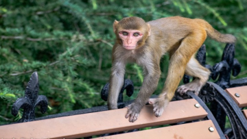 Nguồn ảnh: secretchina