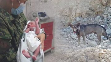 Cảm động chú chó thông minh dẫn đường vào núi cứu kịp bé sơ sinh