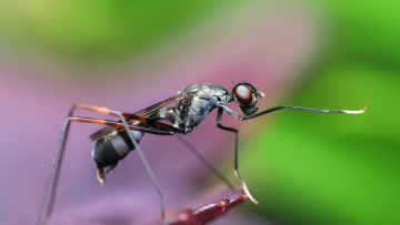 Chỉ cần học con ve cái kiến cũng có thể trở thành kẻ thắng trận