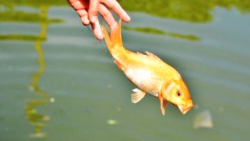 chuyen-phong-sinh (3)