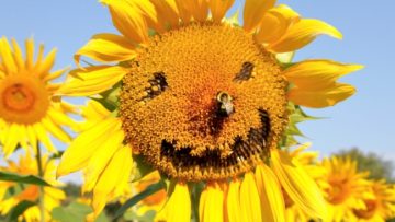 hai-huoc-la-lieu-thuoc-tot (2)